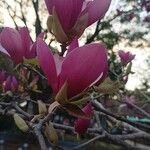 Magnolia liliifloraBlomst