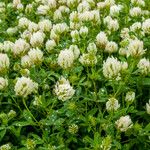 Trifolium alexandrinum Квітка
