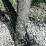 Crescentia alata Corteza