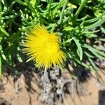 Conicosia pugioniformis Flor