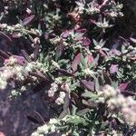 Atriplex patula Leaf