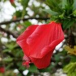 Malvaviscus penduliflorus Flower