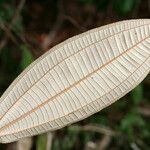 Miconia serialis Leaf
