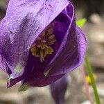 Aquilegia atrata Λουλούδι