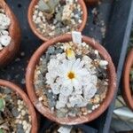 Conophytum cubicum Çiçek