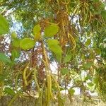 Tabebuia pallida Blatt