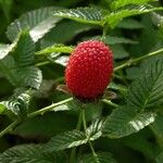 Rubus illecebrosus Fruit