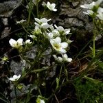 Saxifraga paniculata Blüte