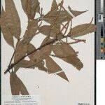 Lithocarpus mairei Otro