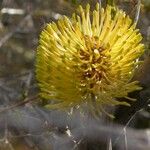 Banksia candolleana