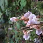 Epipogium aphyllum 花