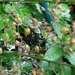 Heuchera americana Fruit