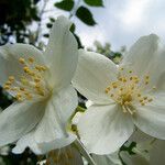 Philadelphus coronarius Flower