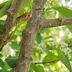 Cotoneaster multiflorus Kora