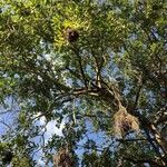 Combretum collinum Habitatea