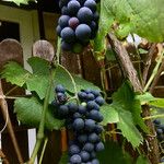 Vitis labrusca Fruchs