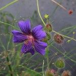 Geranium ibericumFlower