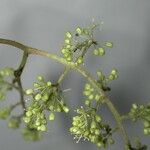 Vitis tiliifolia Ďalší