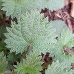 Urtica urens Ліст