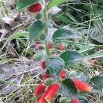 Kohleria tubiflora Leaf