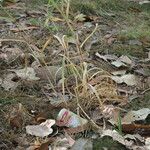 Cenchrus pedicellatus Habit