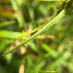 Carex demissa ഇല