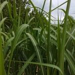 Miscanthus × longiberbis Leaf