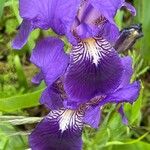 Iris aphylla Flower