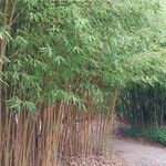 Phyllostachys aurea Hoja