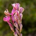 Hedysarum boveanum Flor