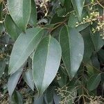 Ligustrum lucidum List