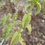 Mentha × rotundifolia Liść