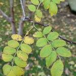 Rosa roxburghii Leaf