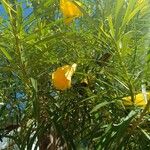 Cascabela thevetioides പുഷ്പം