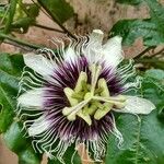 Passiflora edulis 花