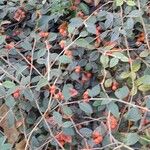 Cotoneaster franchetii অভ্যাস