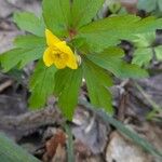 Anemone ranunculoides Flower