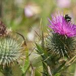 Cirsium andrewsii