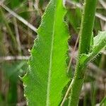 Picris hieracioides Leaf