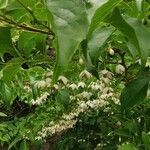 Styrax japonicus Ліст