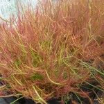 Drosera binata Flower