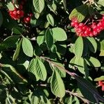 Cotoneaster coriaceus Leht