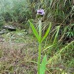 Verbena incompta आदत