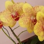 Phalaenopsis spp. ᱵᱟᱦᱟ