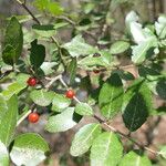 Ilex vomitoria Blatt