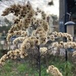 Solidago gigantea Ffrwyth