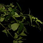 Priva lappulacea 果