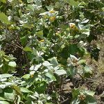 Distephanus populifolius Habitat