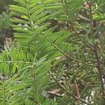 Taxus brevifolia Лист