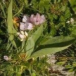 Allium narcissiflorum Flower